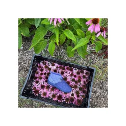 Women's Ramble Rugged Canvas Shoe